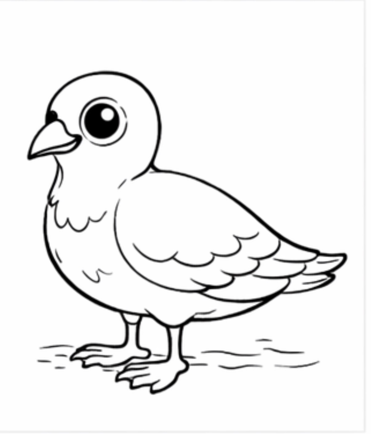 Pigeon