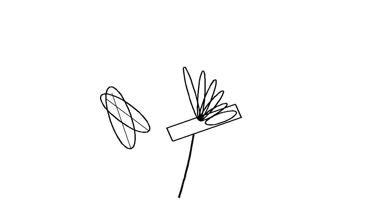 Bird Of Paradise