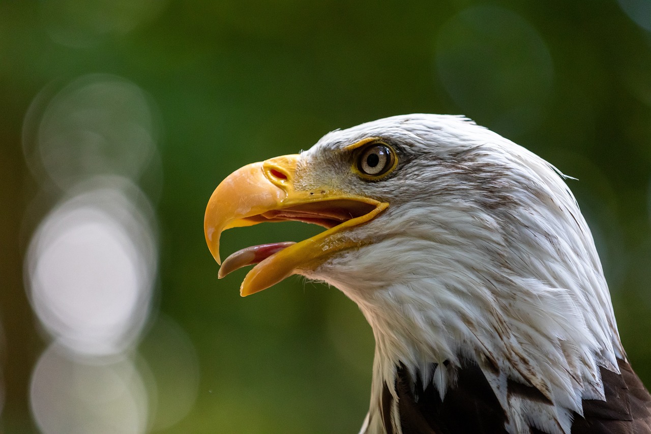 Bald Eagle in Profile
