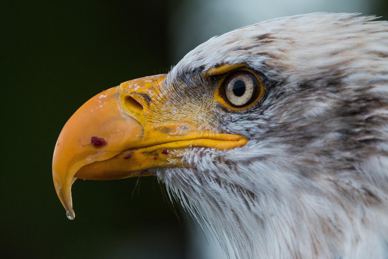 Close-Up of a Bald Eagle