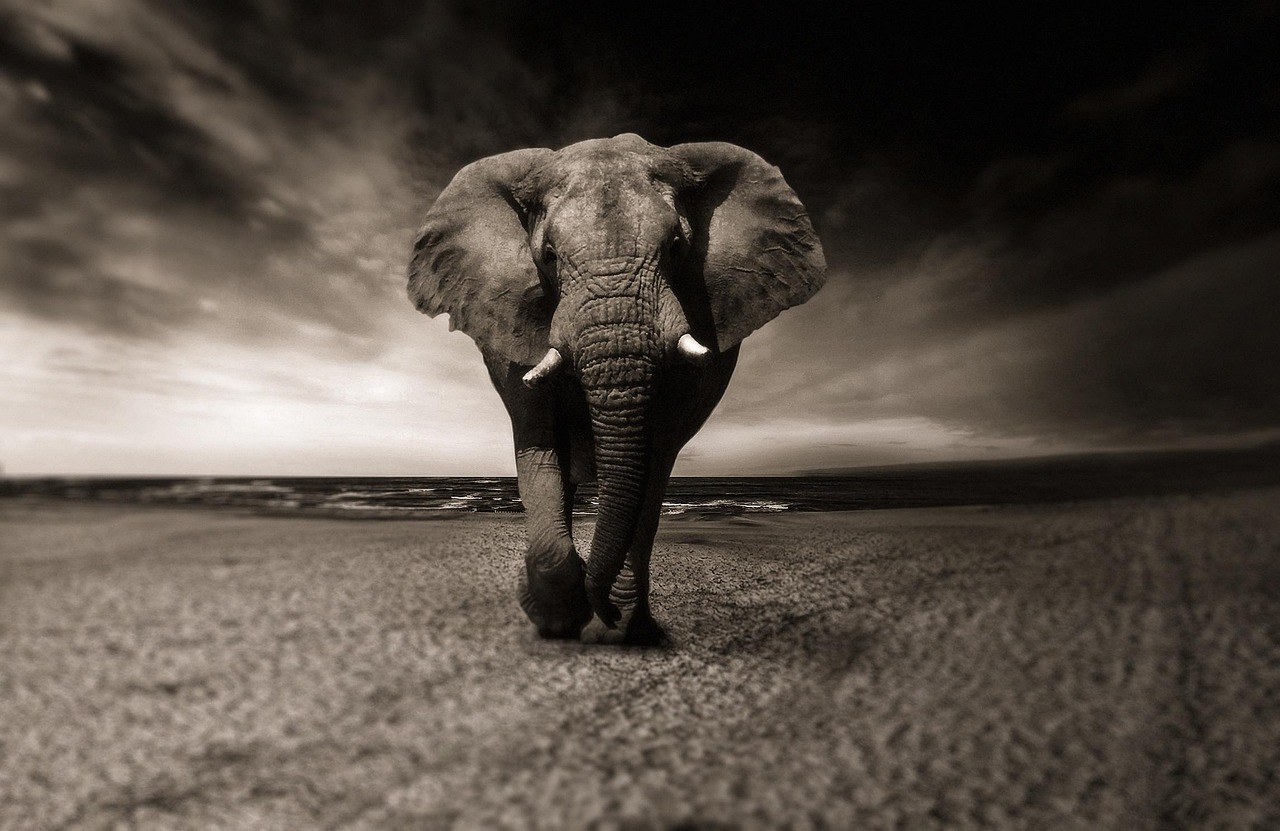 Elephant Walking