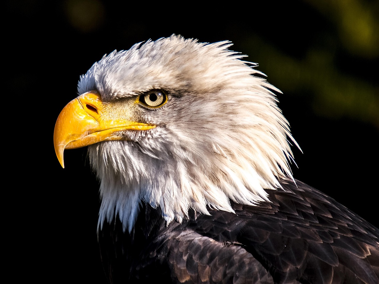 Bald Eagle Portrait