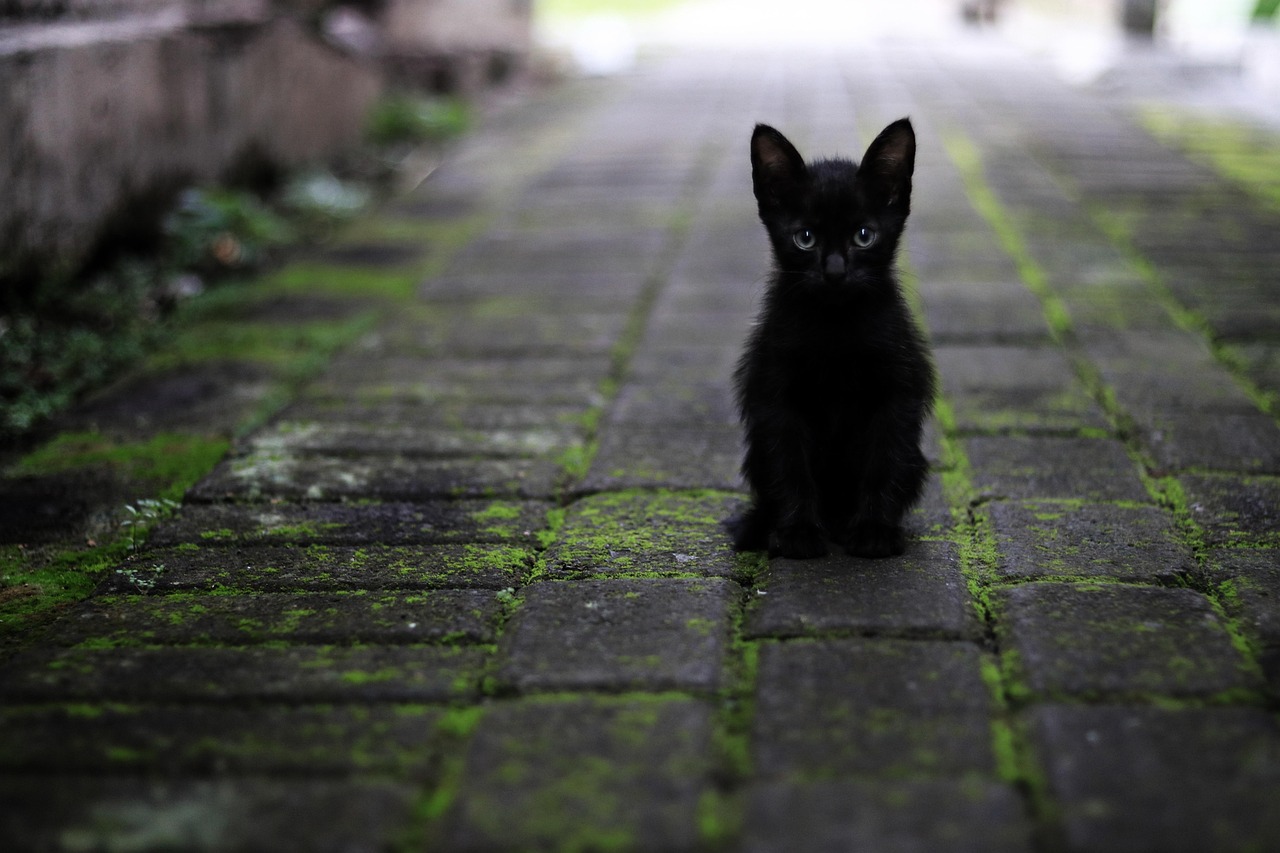 Black Cat on a Path