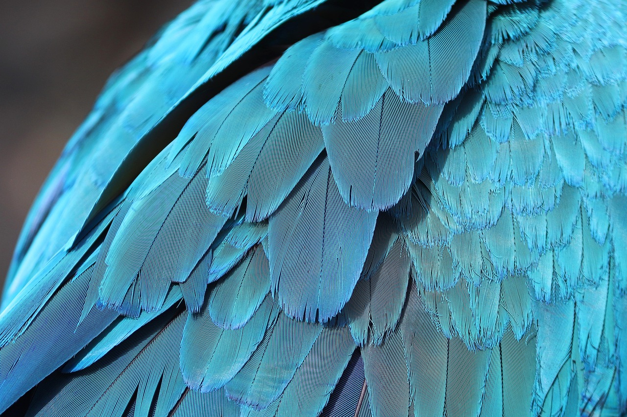 Blue Bird Feathers