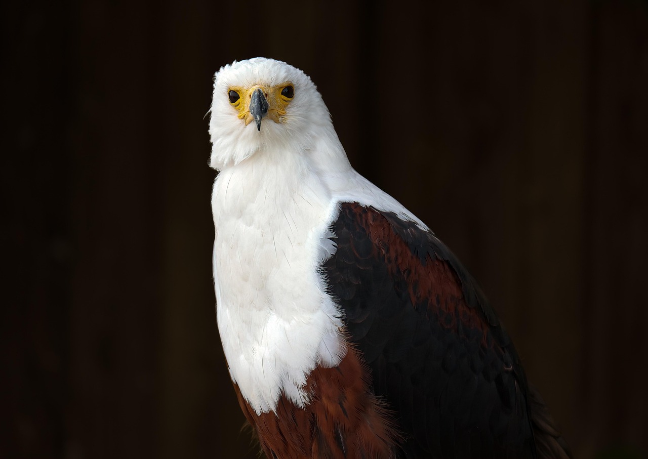 Eagle on a Perch