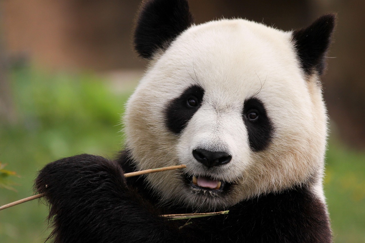 Panda Eating Bamboo