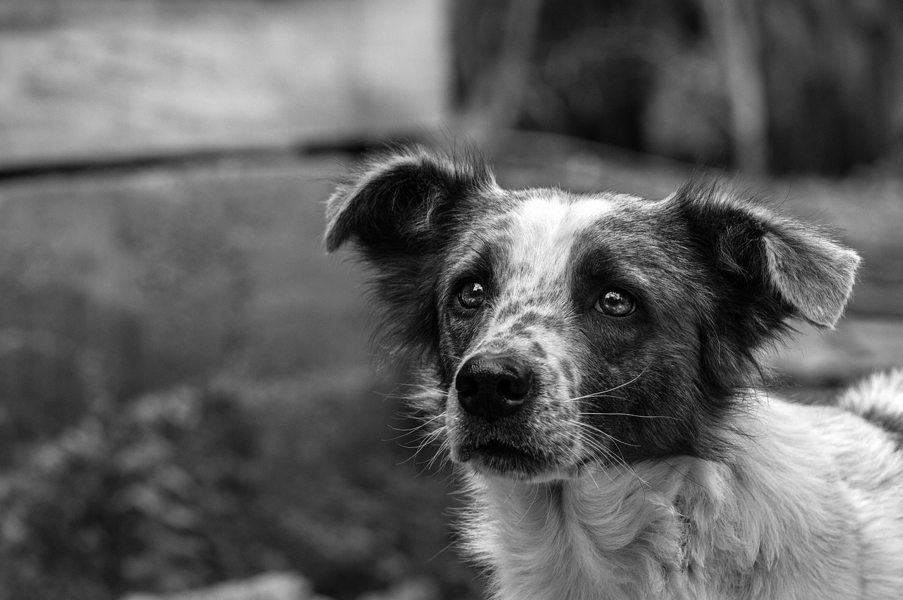 Black and White Dog