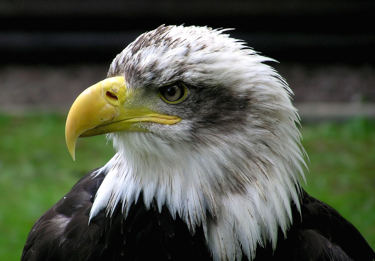 Eagle with a Green Beak