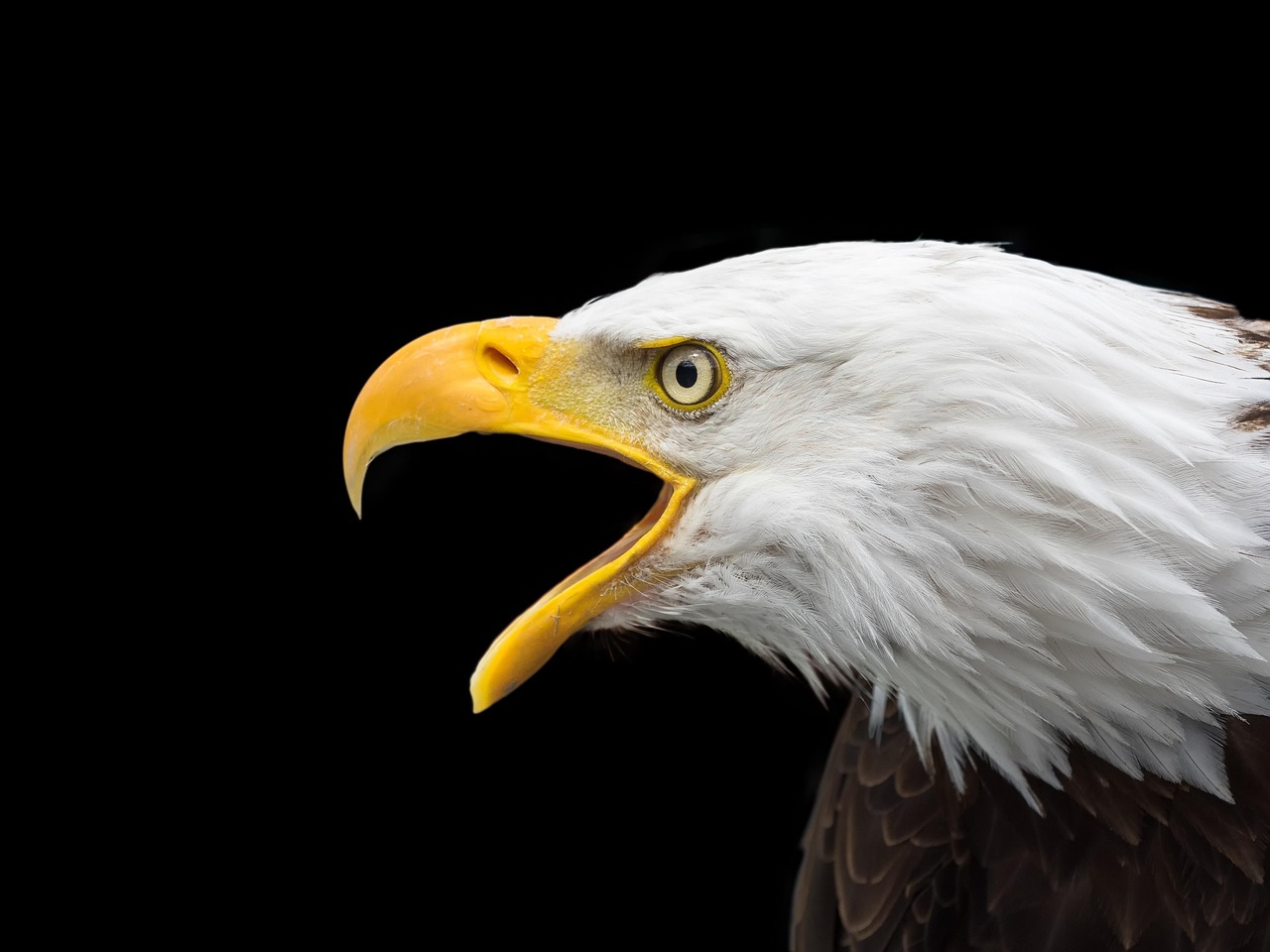 Calling Bald Eagle