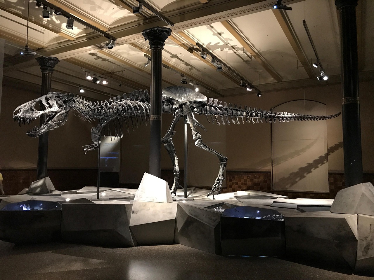 Dinosaur Skeleton in a Museum