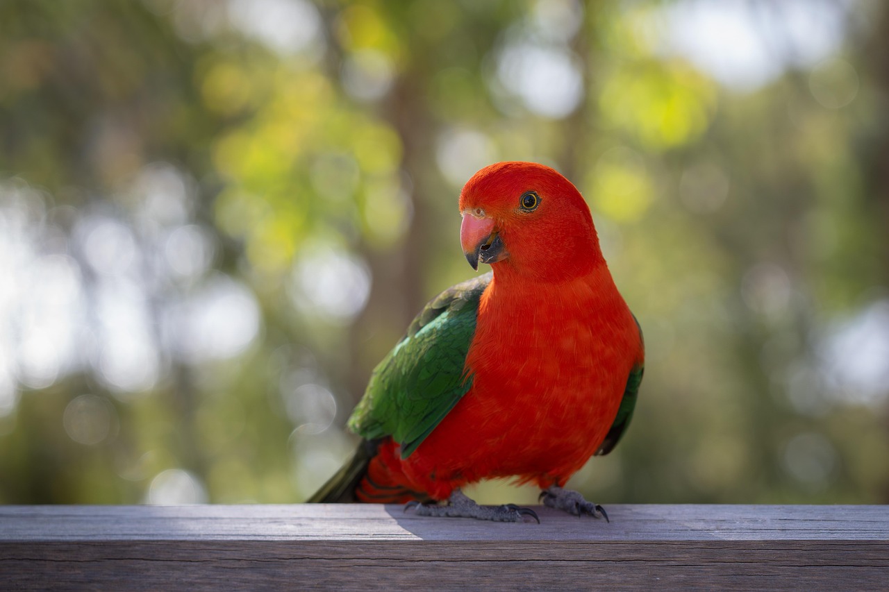 Red Parrot on a Branch