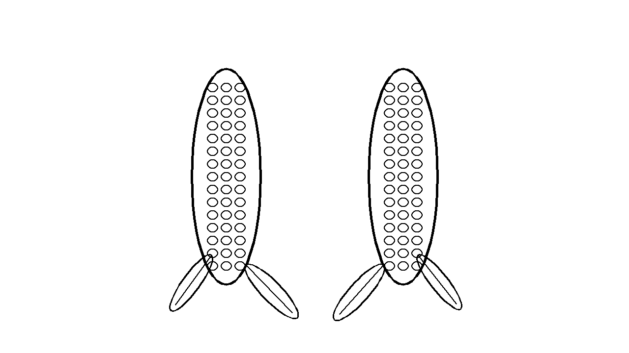Corn Cob Pair Coloring Page