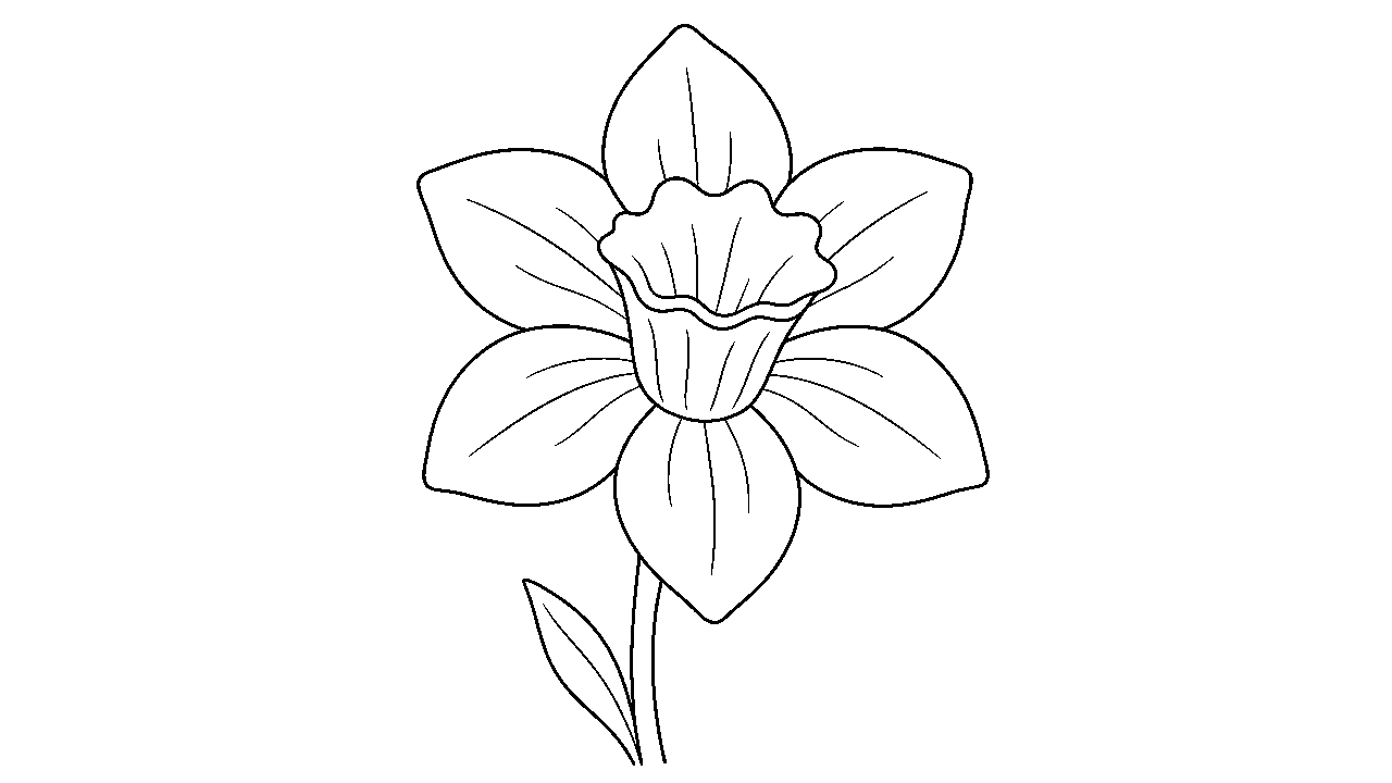 Daffodil Spring Bloom
