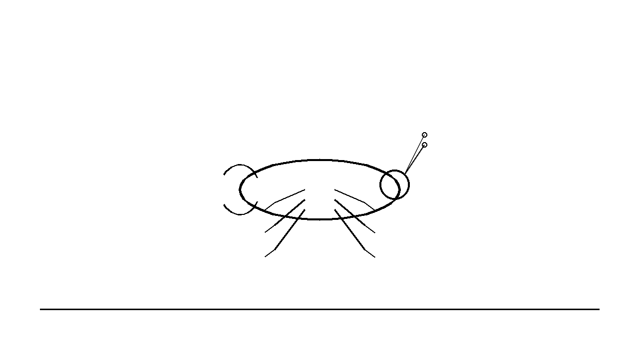 Earwig Pincer Insect Coloring Page