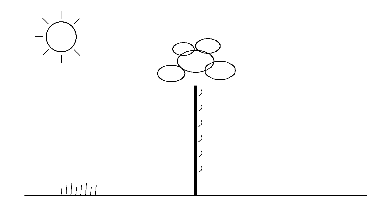 Eucalyptus Tall Tree Coloring Page