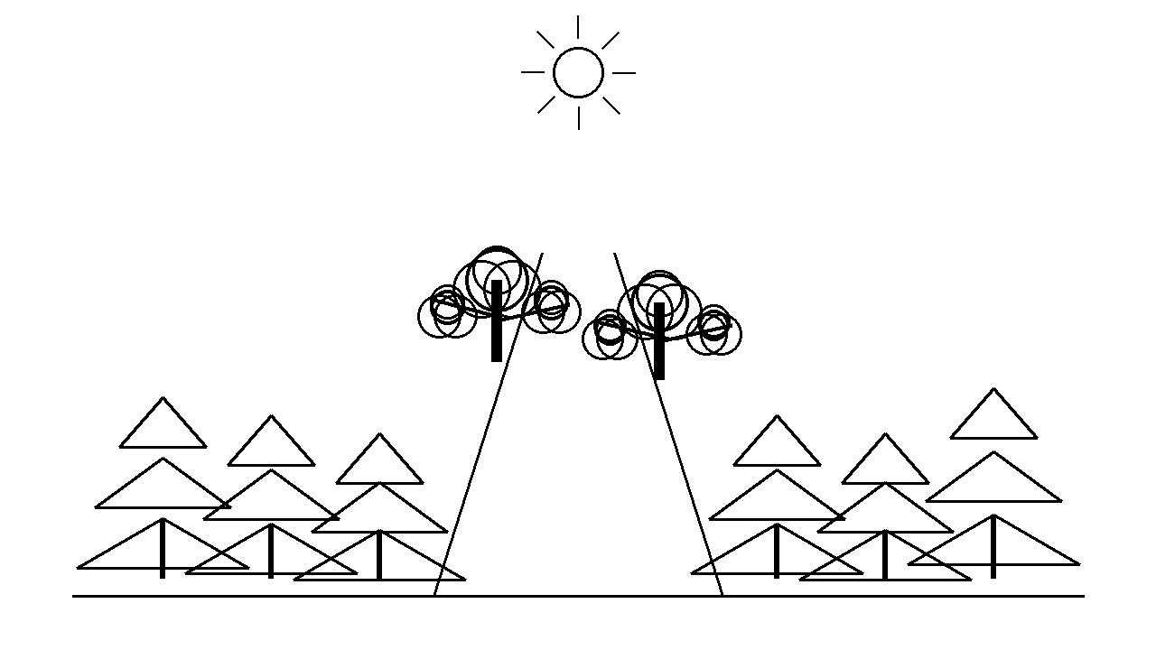 Forest Path Trees Coloring Page