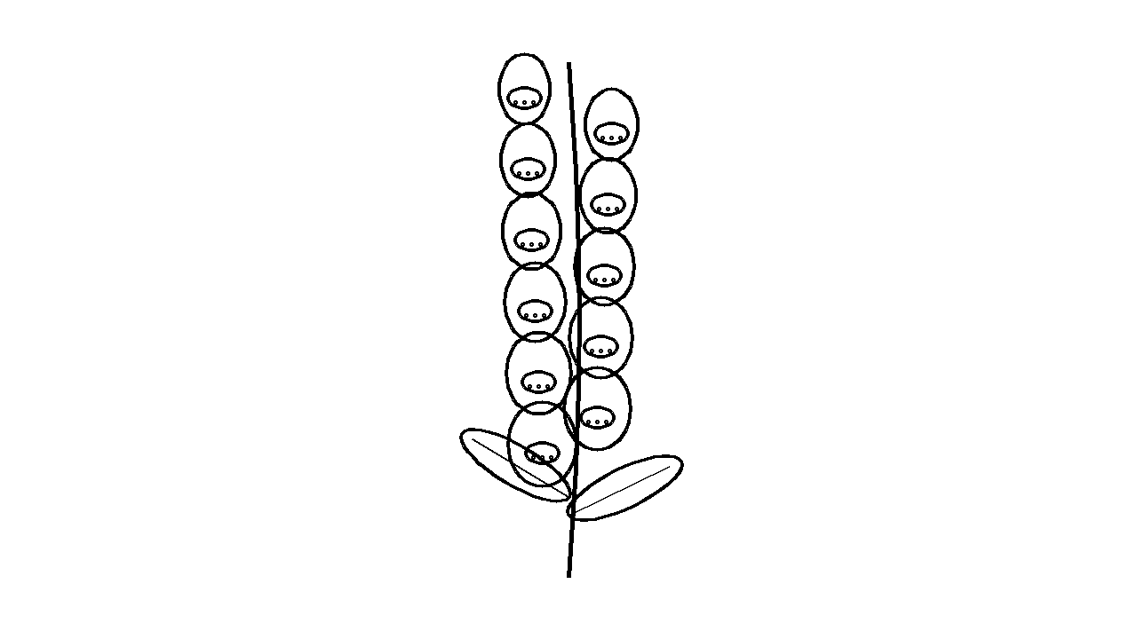 Foxglove Tall Spikes