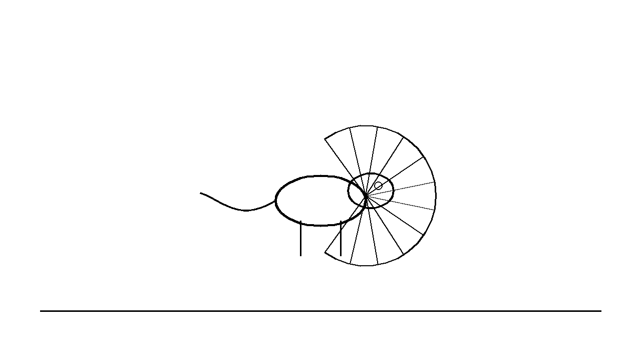 Frilled Lizard Coloring Page