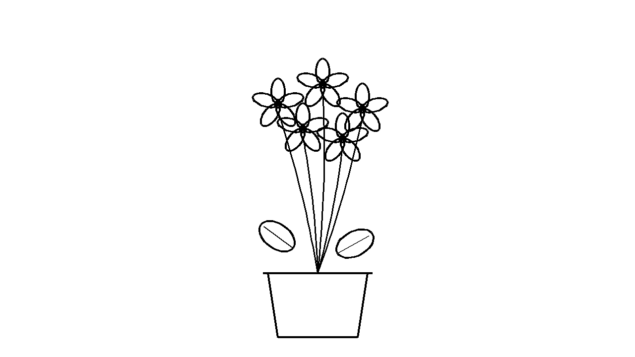 Geranium Pot Plant