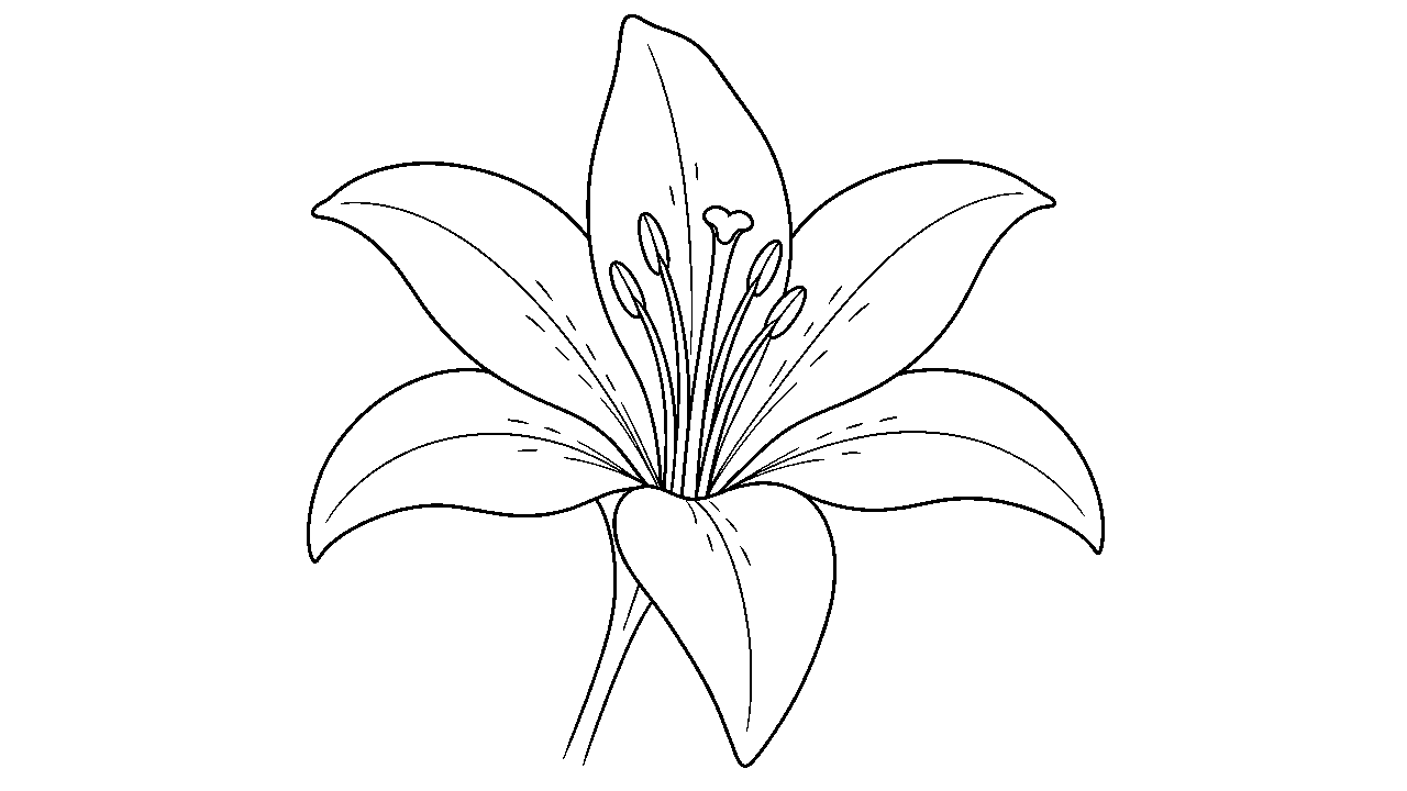 Lily Flower Bloom