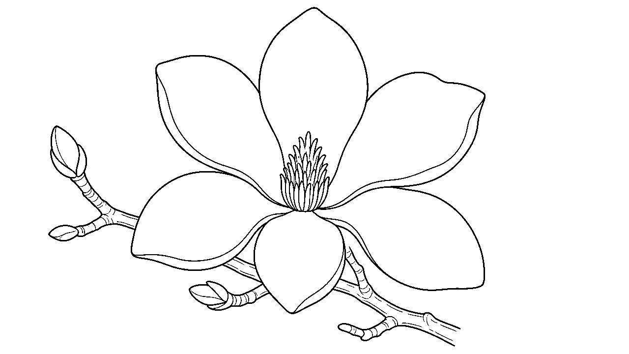 Magnolia Tree Bloom