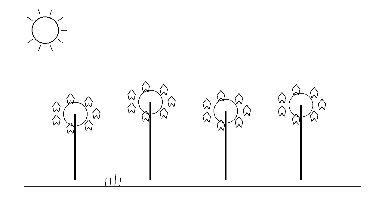 Maple Grove Woods Coloring Page