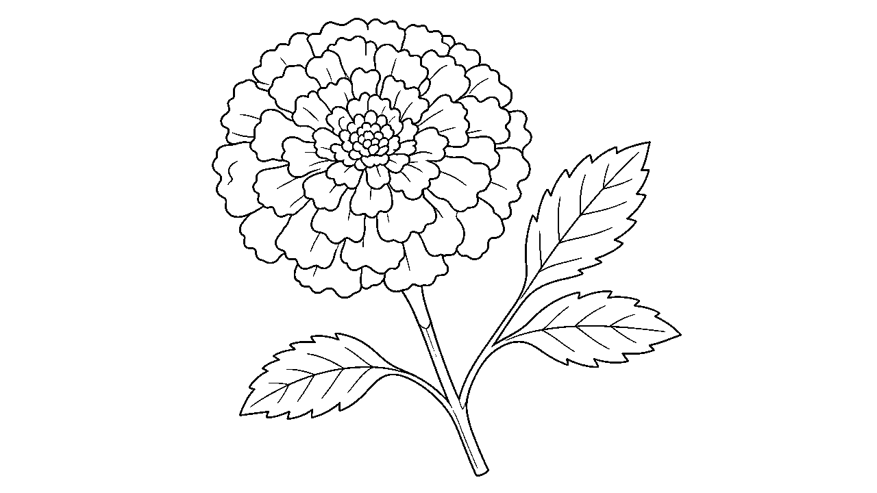 Marigold Round Flower