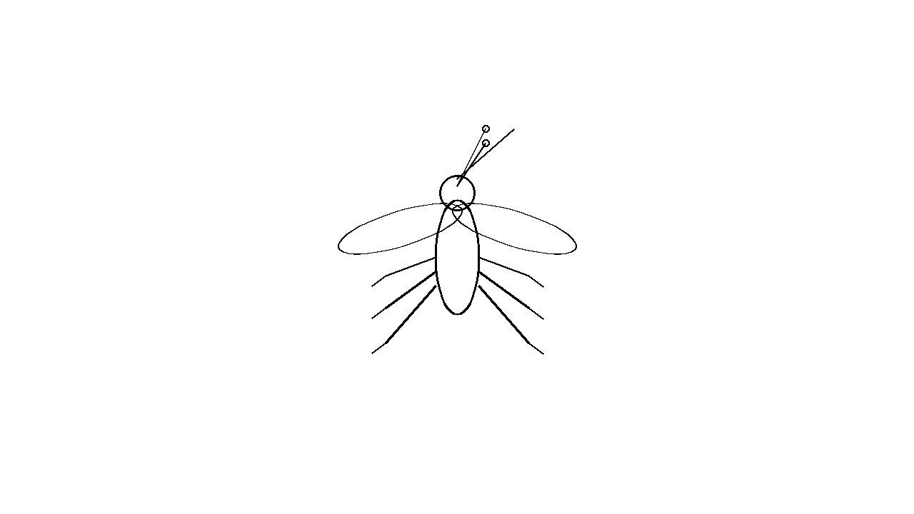 Mosquito Tiny Insect Coloring Page