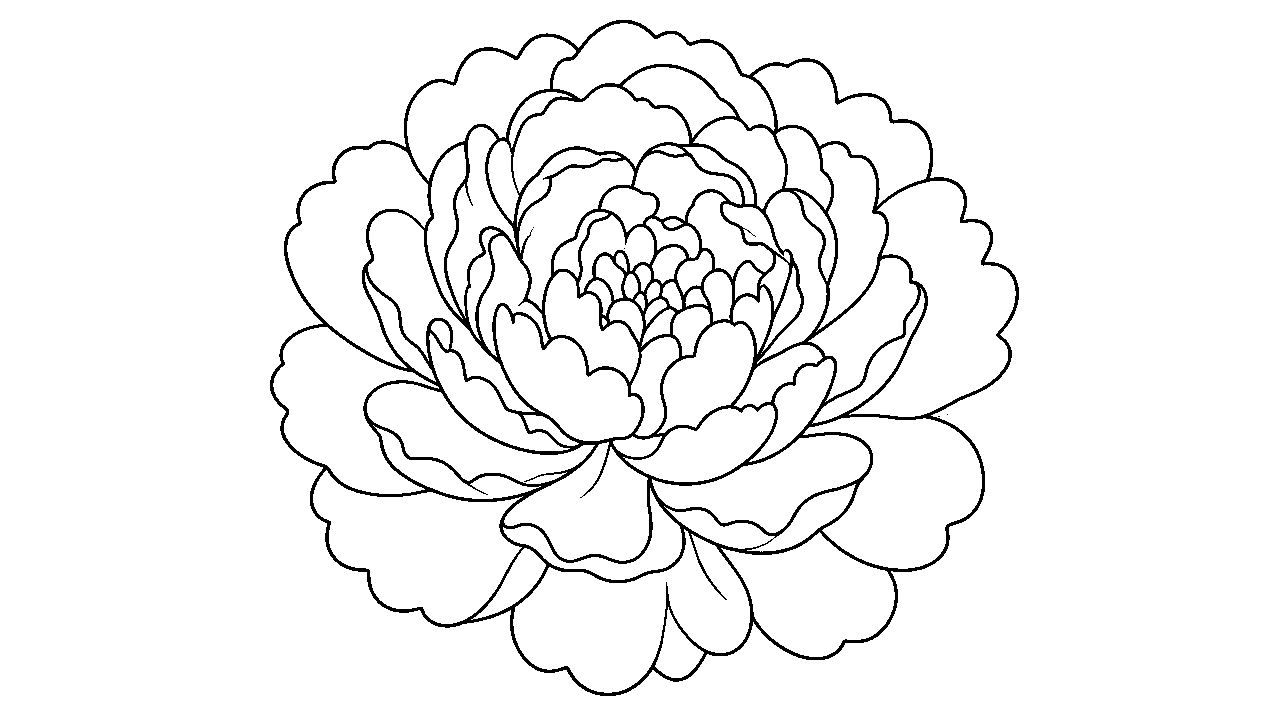 Peony Full Bloom