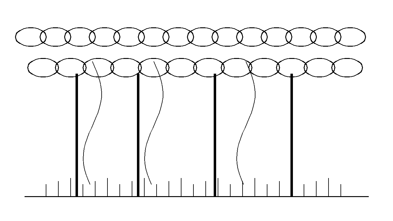 Rainforest Layer Trees Coloring Page