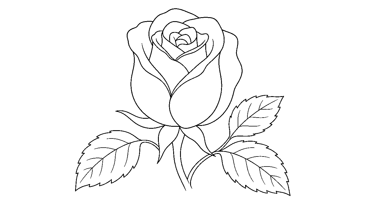 Rose Bud Closeup