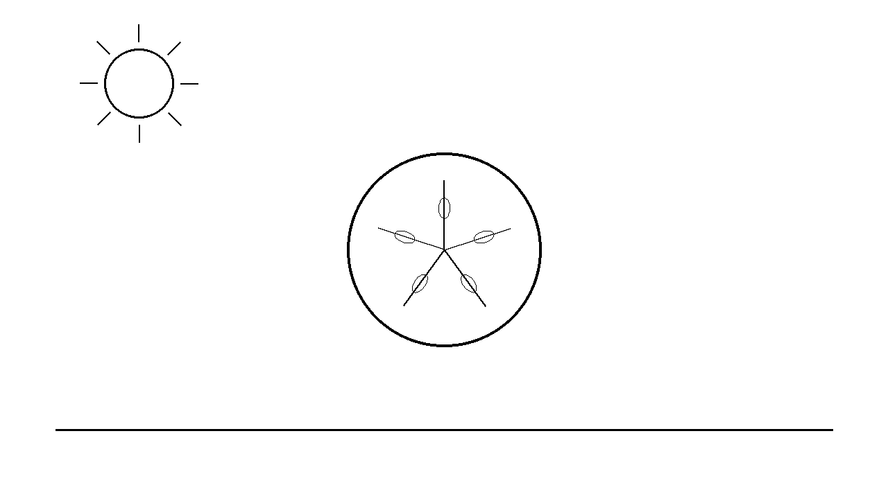 Sand Dollar Shell Coloring Page