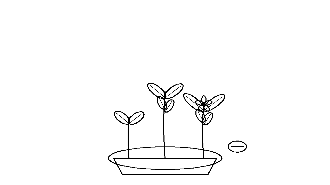 Seedling Growing Sprout