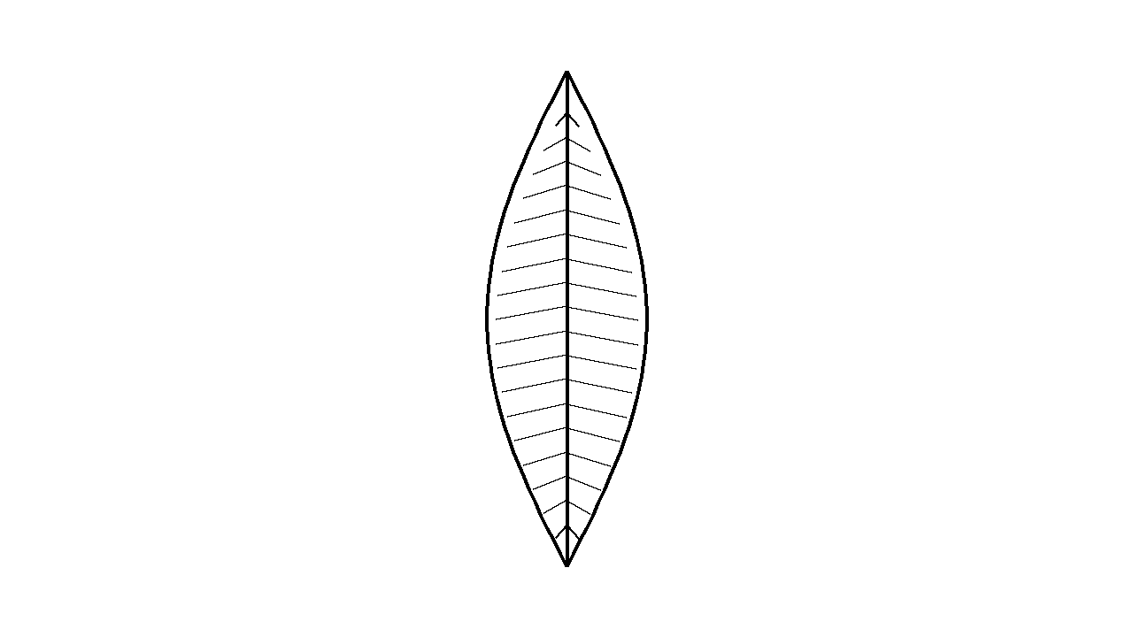 Single Feather Detail Coloring Page
