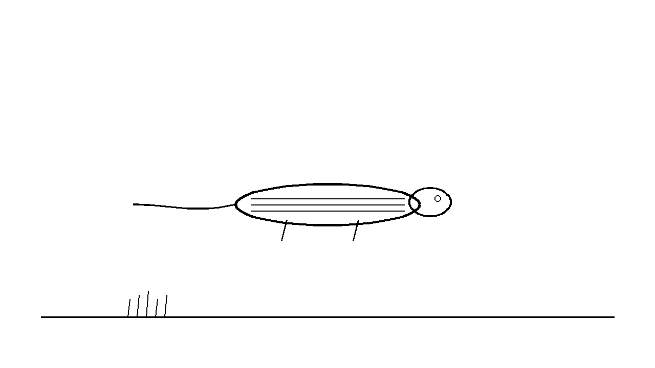 Skink Smooth Lizard Coloring Page