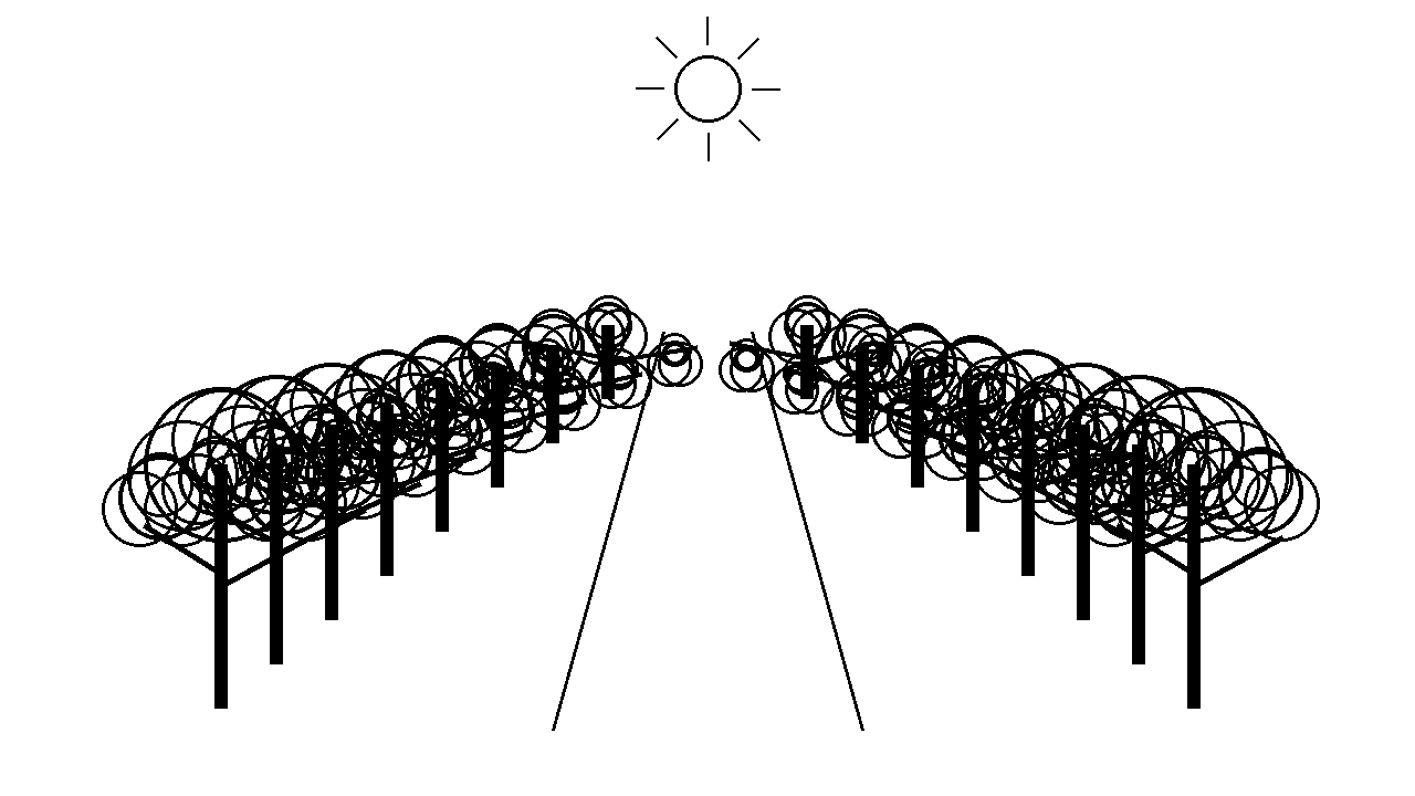 Tree Lined Avenue Coloring Page