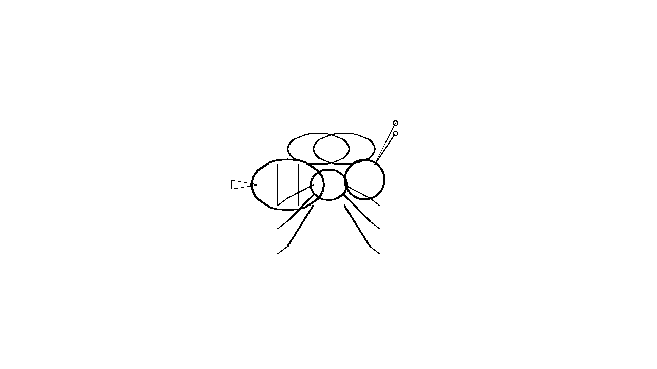 Wasp Striped Insect Coloring Page