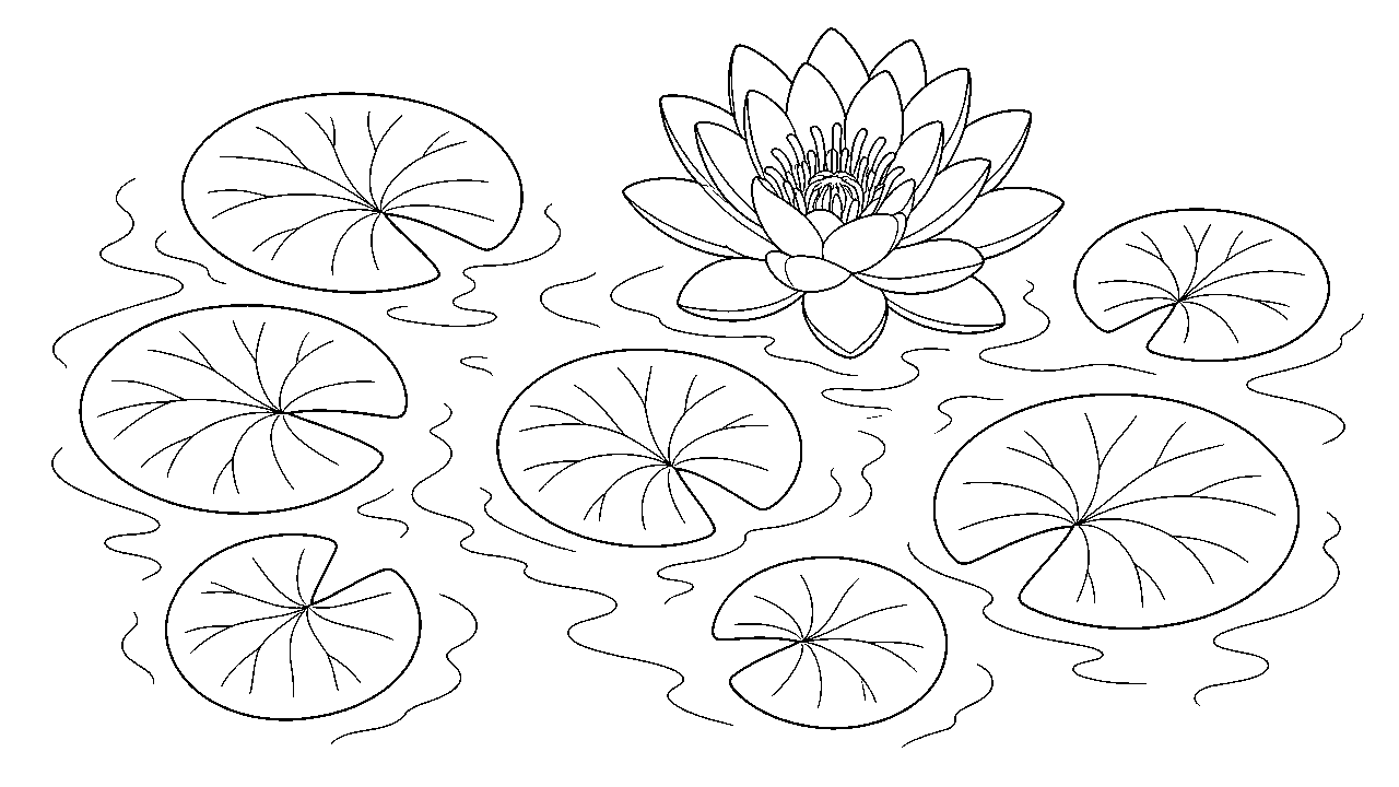 Water Lily Pads