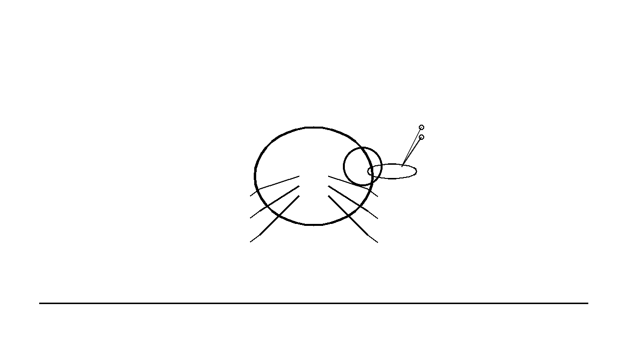 Weevil Snout Beetle Coloring Page